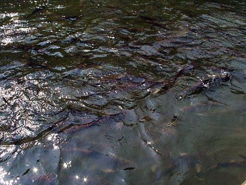 P002220.JPG:1366