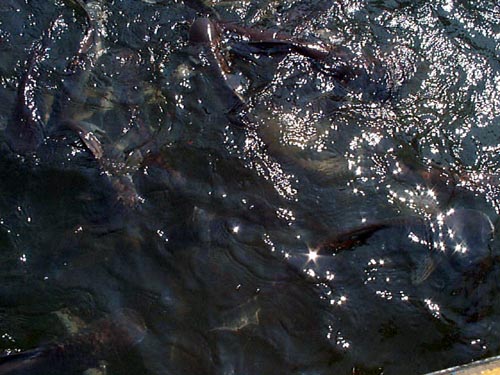 P002221.JPG:1367