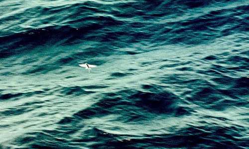 flyingfish.jpg:359