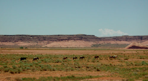 horses.jpg:155